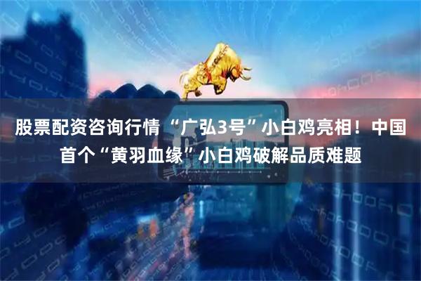 股票配资咨询行情 “广弘3号”小白鸡亮相！中国首个“黄羽血缘”小白鸡破解品质难题